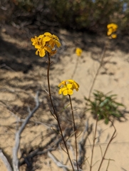 Erysimum teretifolium