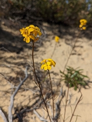 Erysimum teretifolium