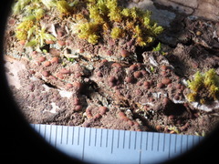 Protopannaria pezizoides