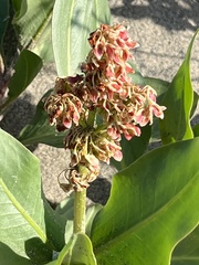 Rumex venosus