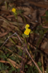 Linaria viscosa
