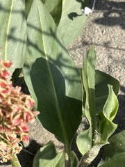 Rumex venosus