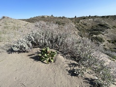 Rumex venosus