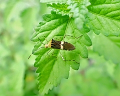 Hypselonotus lineatus