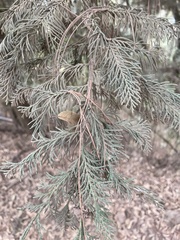 Cupressus benthamii