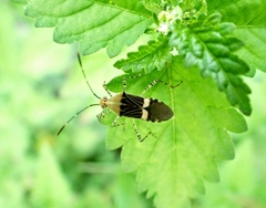 Hypselonotus lineatus