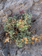 Penstemon petiolatus