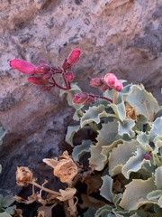 Penstemon petiolatus