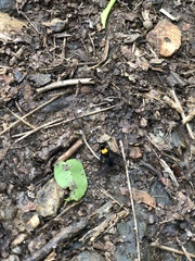 Chrysopilus davisi