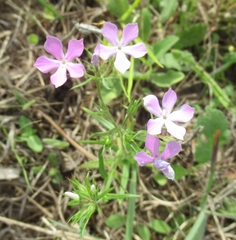 Phlox cuspidata