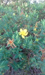 Hypericum revolutum revolutum