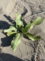 Rumex venosus
