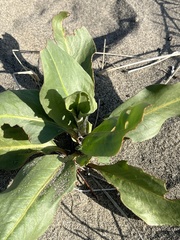 Rumex venosus