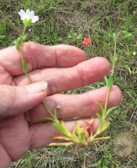 Mononeuria nuttallii