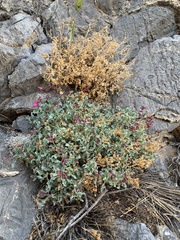 Penstemon petiolatus