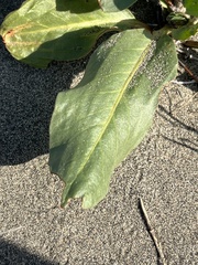 Rumex venosus