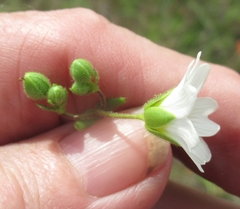 Mononeuria nuttallii