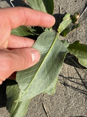 Rumex venosus