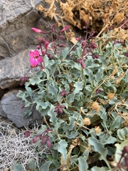 Penstemon petiolatus