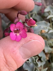 Penstemon petiolatus