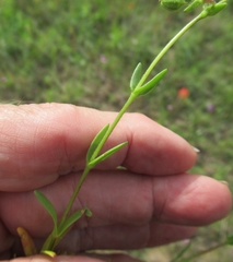 Mononeuria nuttallii