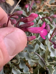 Penstemon petiolatus