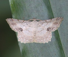 Calletaera subexpressa