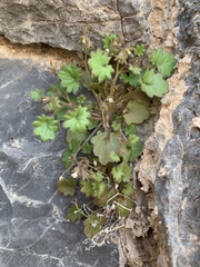 Phacelia rotundifolia