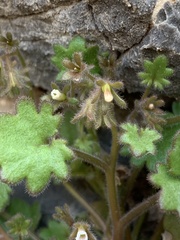Phacelia rotundifolia