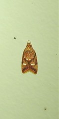 Lophopepla igniferella