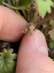 Phacelia rotundifolia