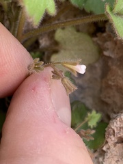 Phacelia rotundifolia