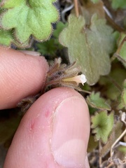 Phacelia rotundifolia