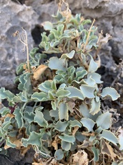 Penstemon petiolatus