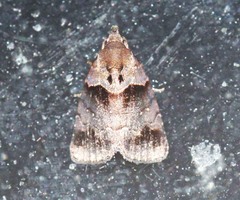 Cretonia forficula