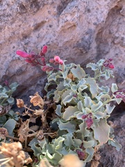 Penstemon petiolatus