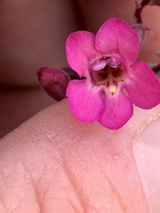 Penstemon petiolatus