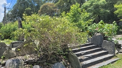 Mussaenda parviflora