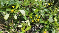 Mussaenda parviflora