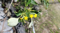 Mussaenda parviflora