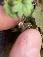 Phacelia rotundifolia