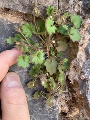 Phacelia rotundifolia