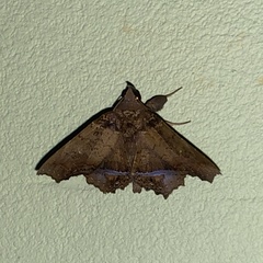 Polygoniodes laciniata