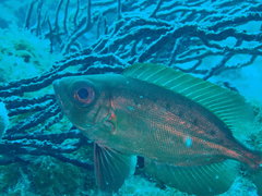 Priacanthus arenatus