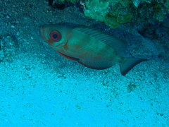 Priacanthus arenatus