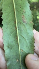 Aceria titirangiensis