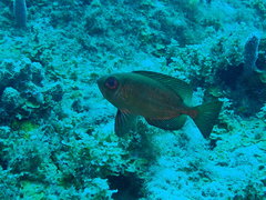 Priacanthus arenatus