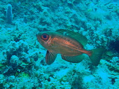Priacanthus arenatus
