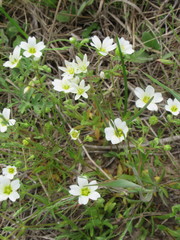 Mononeuria nuttallii