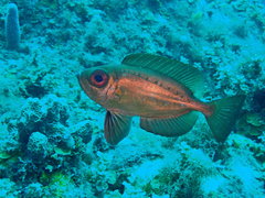 Priacanthus arenatus